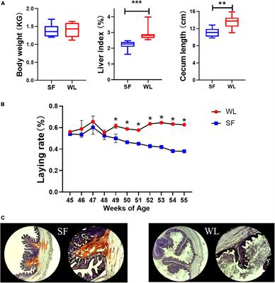 Cecum microbiome and metabolism characteristics of Silky Fowl and White Leghorn chicken in late laying stages